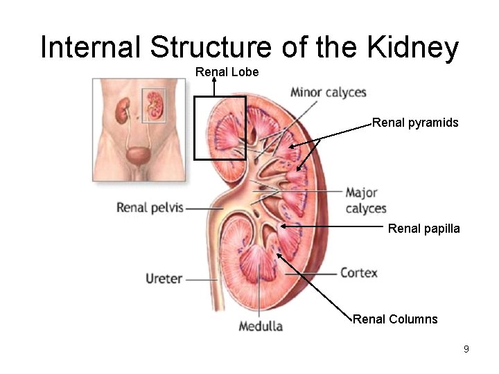 Internal Structure of the Kidney Renal Lobe Renal pyramids Renal papilla Renal Columns 9