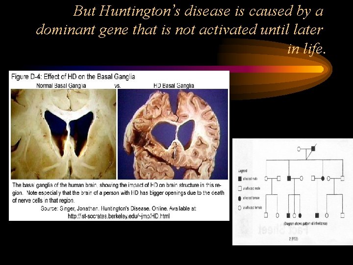 But Huntington’s disease is caused by a dominant gene that is not activated until