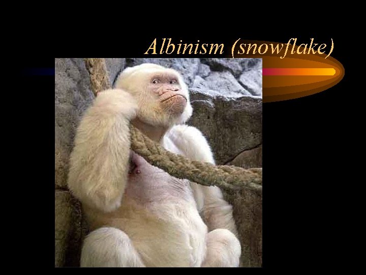 Albinism (snowflake) 