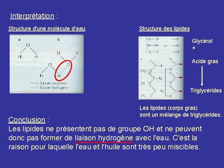 Interprétation : Structure d'une molécule d'eau Structure des lipides Glycérol + Acide gras Triglycérides