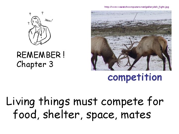 http: //www. wasatchcomputers. net/gallery/elk_fight. jpg REMEMBER ! Chapter 3 competition Living things must compete