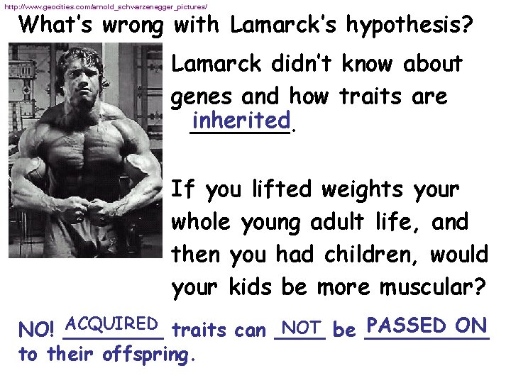 http: //www. geocities. com/arnold_schwarzenegger_pictures/ What’s wrong with Lamarck’s hypothesis? Lamarck didn’t know about genes