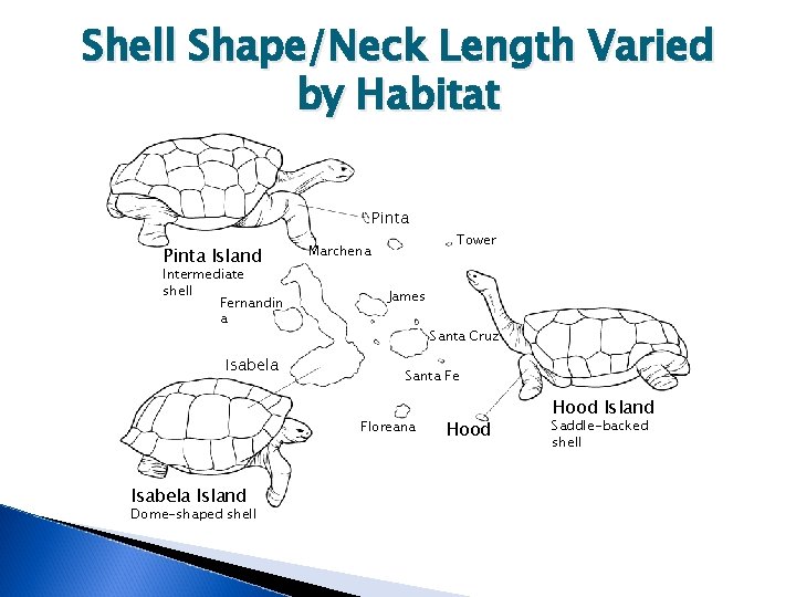 Shell Shape/Neck Length Varied by Habitat Pinta Island Intermediate shell Fernandin a Isabela Tower