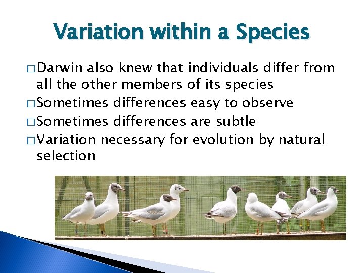 Variation within a Species � Darwin also knew that individuals differ from all the