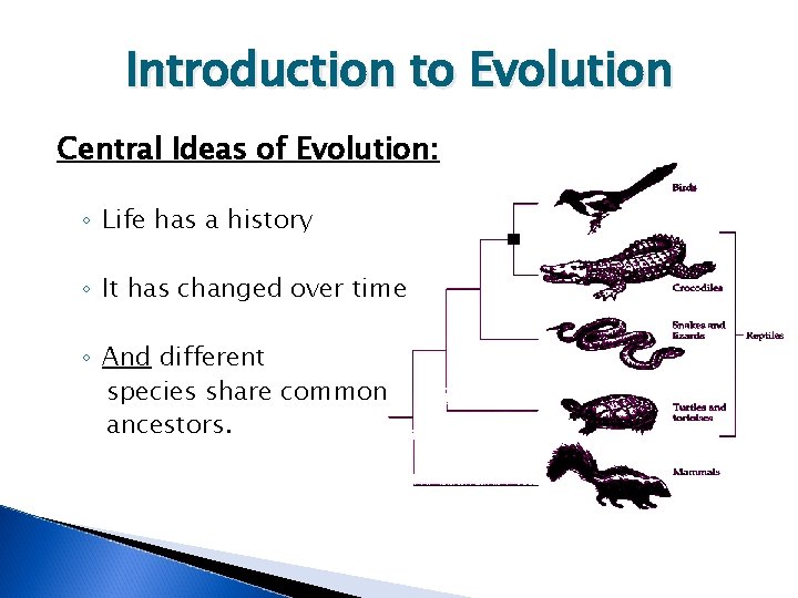 Introduction to Evolution Central Ideas of Evolution: ◦ Life has a history ◦ It