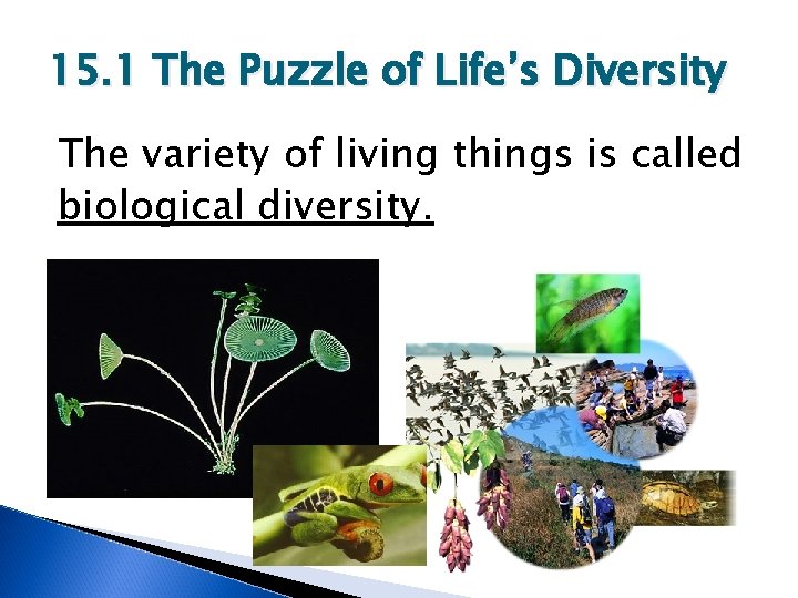 15. 1 The Puzzle of Life’s Diversity The variety of living things is called