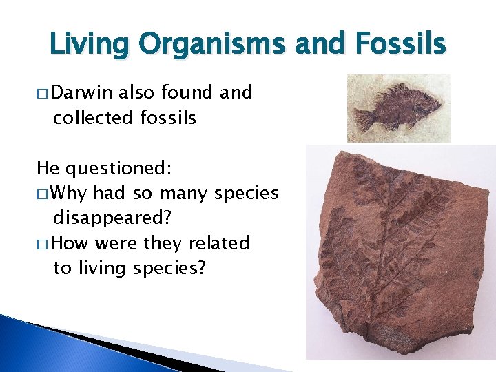 Living Organisms and Fossils � Darwin also found and collected fossils He questioned: �