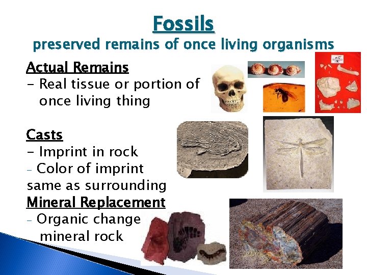 Fossils preserved remains of once living organisms Actual Remains - Real tissue or portion