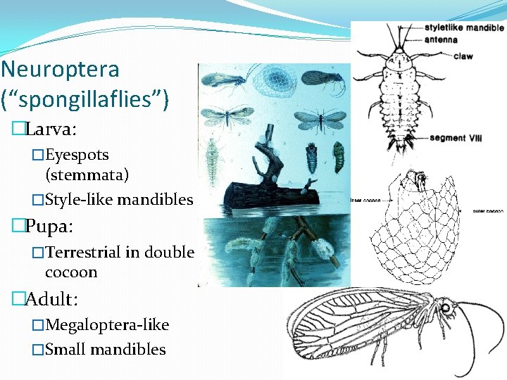 Neuroptera (“spongillaflies”) �Larva: �Eyespots (stemmata) �Style-like mandibles �Pupa: �Terrestrial in double cocoon �Adult: �Megaloptera-like