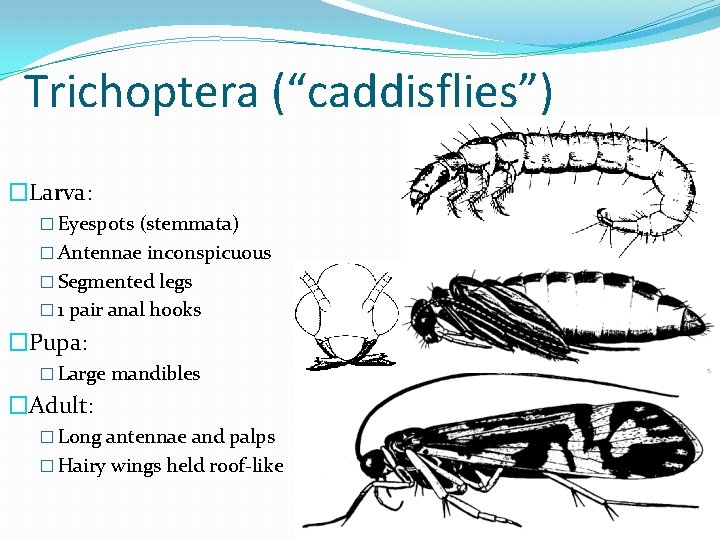Trichoptera (“caddisflies”) �Larva: � Eyespots (stemmata) � Antennae inconspicuous � Segmented legs � 1