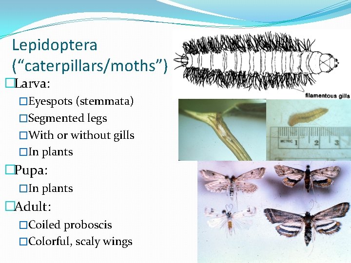Lepidoptera (“caterpillars/moths”) �Larva: �Eyespots (stemmata) �Segmented legs �With or without gills �In plants �Pupa: