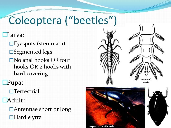 Coleoptera (“beetles”) �Larva: �Eyespots (stemmata) �Segmented legs �No anal hooks OR four hooks OR
