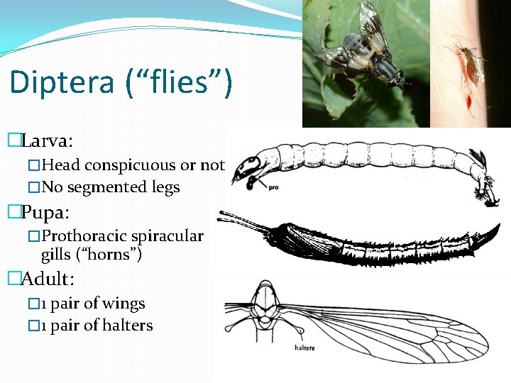 Diptera (“flies”) �Larva: �Head conspicuous or not �No segmented legs �Pupa: �Prothoracic spiracular gills