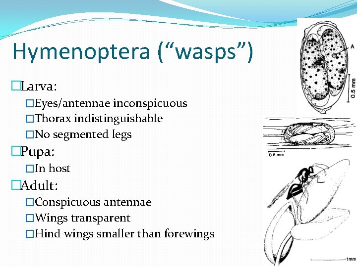 Hymenoptera (“wasps”) �Larva: �Eyes/antennae inconspicuous �Thorax indistinguishable �No segmented legs �Pupa: �In host �Adult: