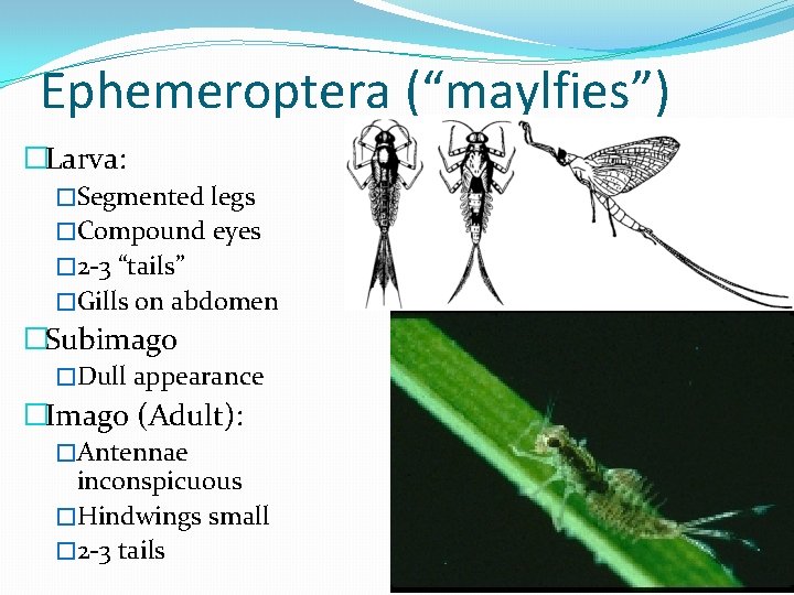 Ephemeroptera (“maylfies”) �Larva: �Segmented legs �Compound eyes � 2 -3 “tails” �Gills on abdomen