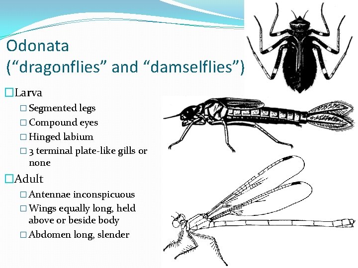 Odonata (“dragonflies” and “damselflies”) �Larva � Segmented legs � Compound eyes � Hinged labium