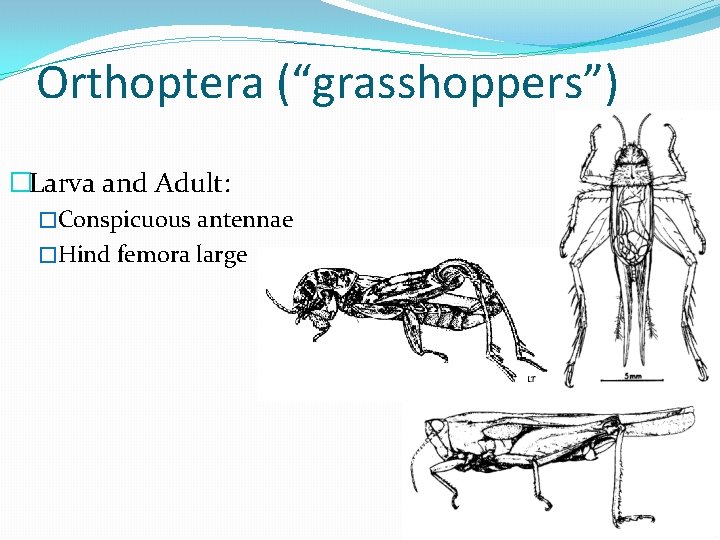 Orthoptera (“grasshoppers”) �Larva and Adult: �Conspicuous antennae �Hind femora large 