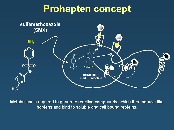 Prohapten concept sulfamethoxazole (SMX) SMX-NO metabolism inert reactive Metabolism is required to generate reactive
