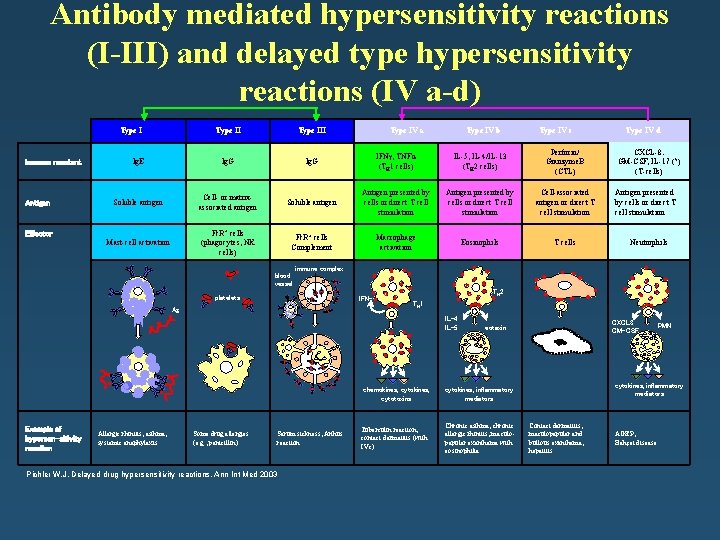 Antibody mediated hypersensitivity reactions (I-III) and delayed type hypersensitivity reactions (IV a-d) Type I
