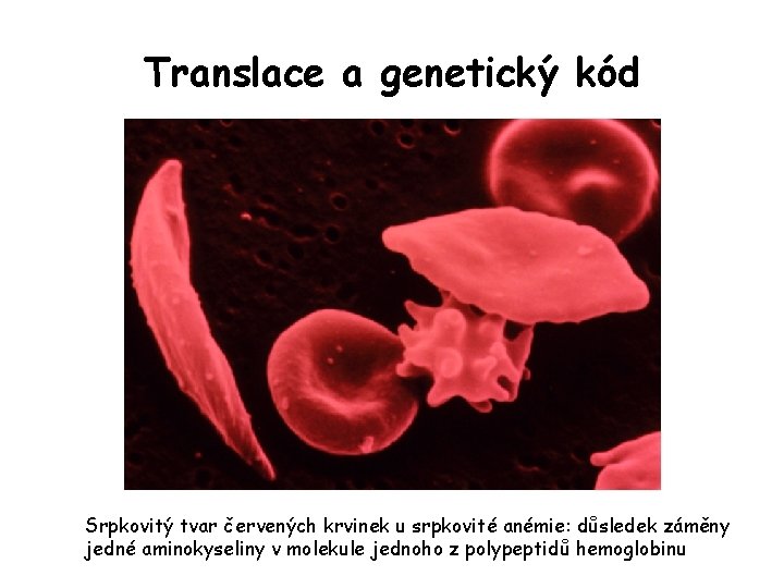 Translace a genetický kód Srpkovitý tvar červených krvinek u srpkovité anémie: důsledek záměny jedné Translace a genetický kód Srpkovitý tvar červených krvinek u srpkovité anémie: důsledek záměny jedné