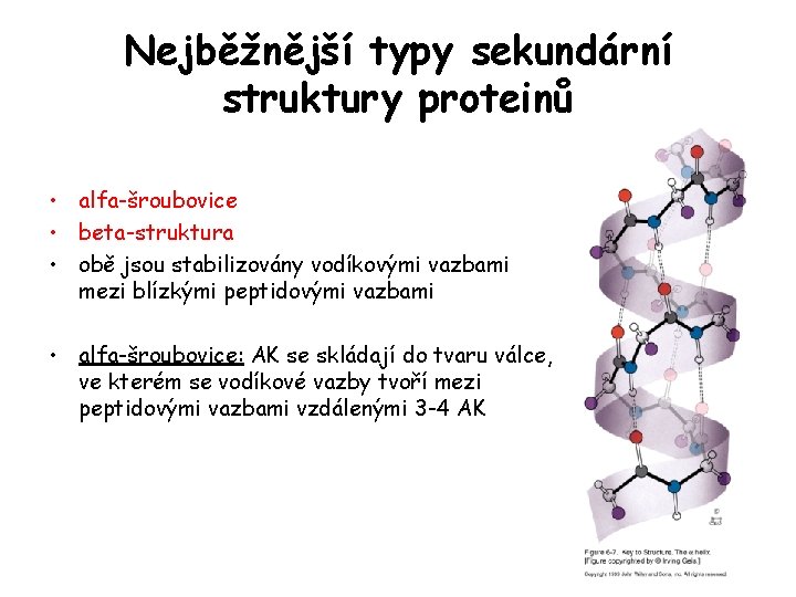 Nejběžnější typy sekundární struktury proteinů • alfa-šroubovice • beta-struktura • obě jsou stabilizovány vodíkovými Nejběžnější typy sekundární struktury proteinů • alfa-šroubovice • beta-struktura • obě jsou stabilizovány vodíkovými