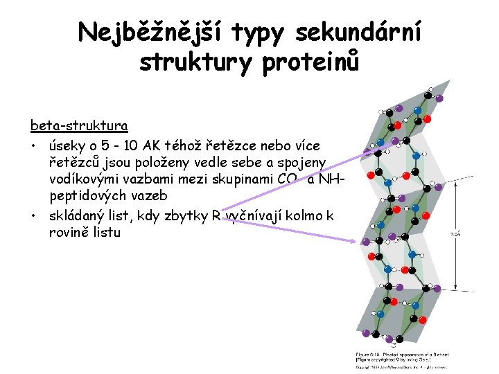 Nejběžnější typy sekundární struktury proteinů beta-struktura • úseky o 5 - 10 AK téhož Nejběžnější typy sekundární struktury proteinů beta-struktura • úseky o 5 - 10 AK téhož