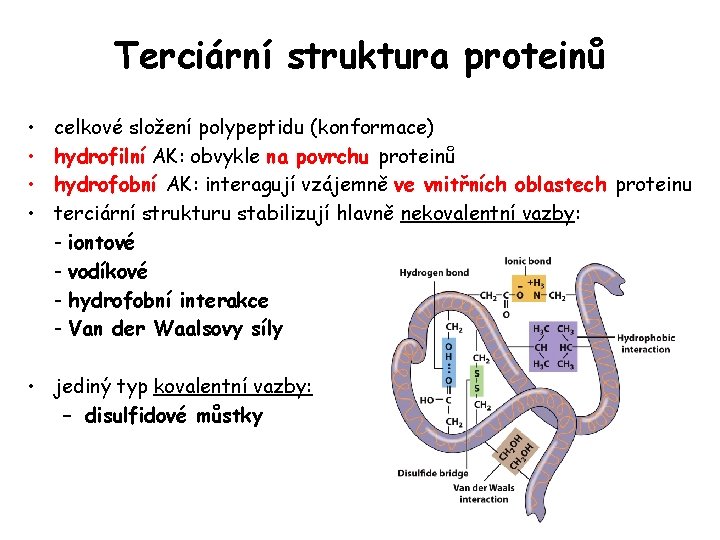 Terciární struktura proteinů • • celkové složení polypeptidu (konformace) hydrofilní AK: obvykle na povrchu Terciární struktura proteinů • • celkové složení polypeptidu (konformace) hydrofilní AK: obvykle na povrchu