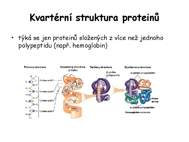 Kvartérní struktura proteinů • týká se jen proteinů složených z více než jednoho polypeptidu Kvartérní struktura proteinů • týká se jen proteinů složených z více než jednoho polypeptidu