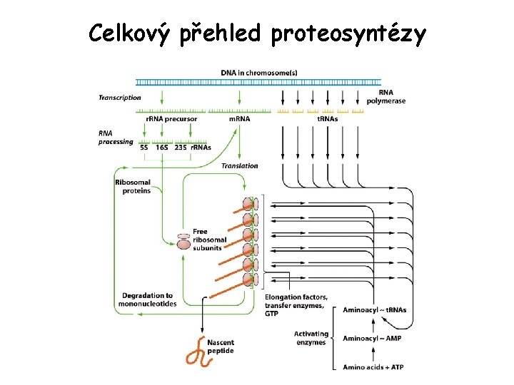 Celkový přehled proteosyntézy Celkový přehled proteosyntézy