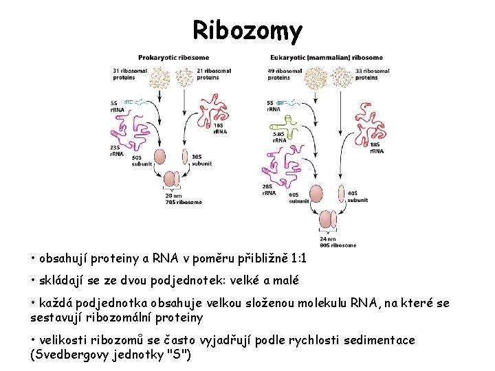 Ribozomy • obsahují proteiny a RNA v poměru přibližně 1: 1 • skládají se Ribozomy • obsahují proteiny a RNA v poměru přibližně 1: 1 • skládají se