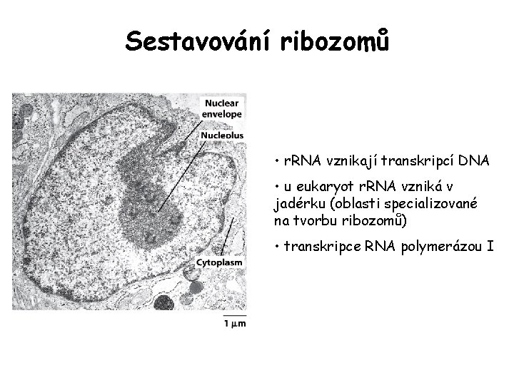 Sestavování ribozomů • r. RNA vznikají transkripcí DNA • u eukaryot r. RNA vzniká Sestavování ribozomů • r. RNA vznikají transkripcí DNA • u eukaryot r. RNA vzniká