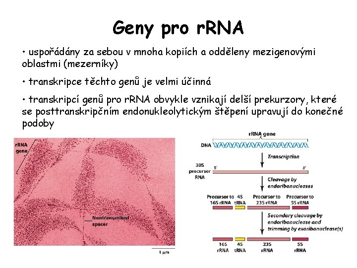Geny pro r. RNA • uspořádány za sebou v mnoha kopiích a odděleny mezigenovými Geny pro r. RNA • uspořádány za sebou v mnoha kopiích a odděleny mezigenovými