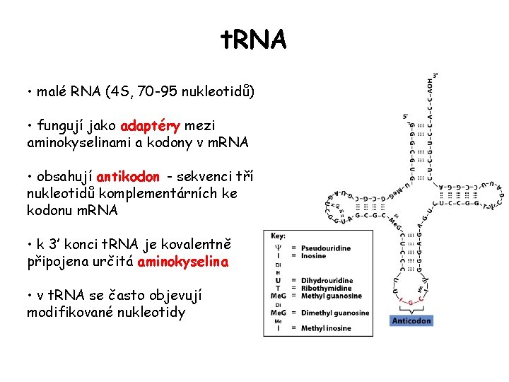 t. RNA • malé RNA (4 S, 70 -95 nukleotidů) • fungují jako adaptéry t. RNA • malé RNA (4 S, 70 -95 nukleotidů) • fungují jako adaptéry