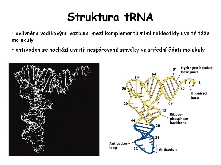 Struktura t. RNA • ovlivněna vodíkovými vazbami mezi komplementárními nukleotidy uvnitř téže molekuly • Struktura t. RNA • ovlivněna vodíkovými vazbami mezi komplementárními nukleotidy uvnitř téže molekuly •