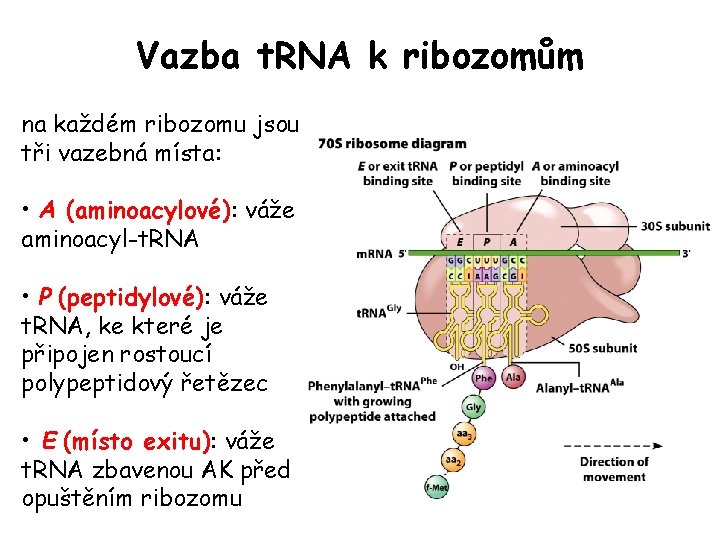 Vazba t. RNA k ribozomům na každém ribozomu jsou tři vazebná místa: • A Vazba t. RNA k ribozomům na každém ribozomu jsou tři vazebná místa: • A