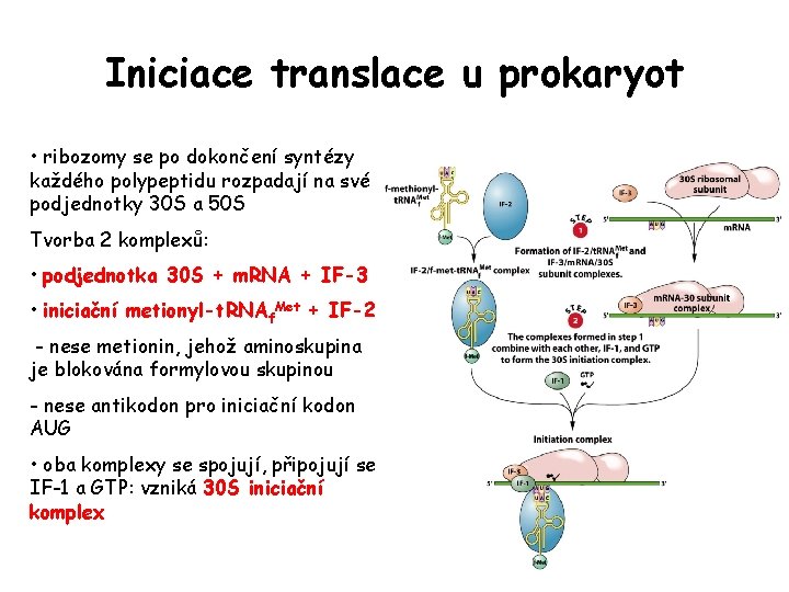 Iniciace translace u prokaryot • ribozomy se po dokončení syntézy každého polypeptidu rozpadají na Iniciace translace u prokaryot • ribozomy se po dokončení syntézy každého polypeptidu rozpadají na