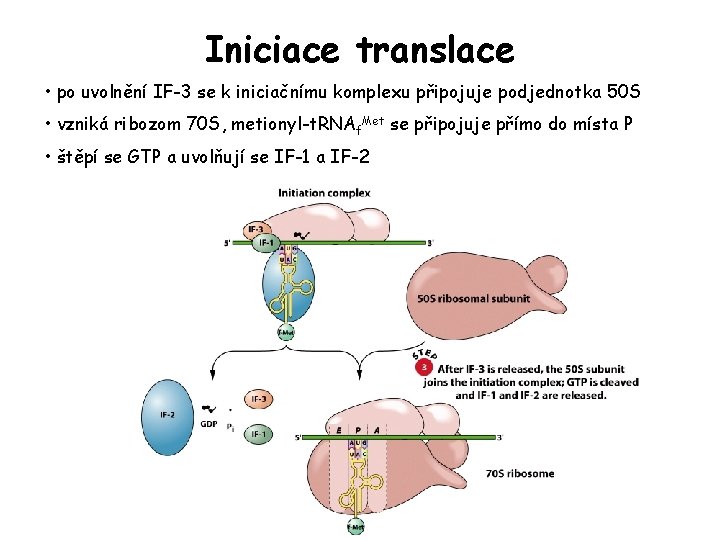 Iniciace translace • po uvolnění IF-3 se k iniciačnímu komplexu připojuje podjednotka 50 S Iniciace translace • po uvolnění IF-3 se k iniciačnímu komplexu připojuje podjednotka 50 S