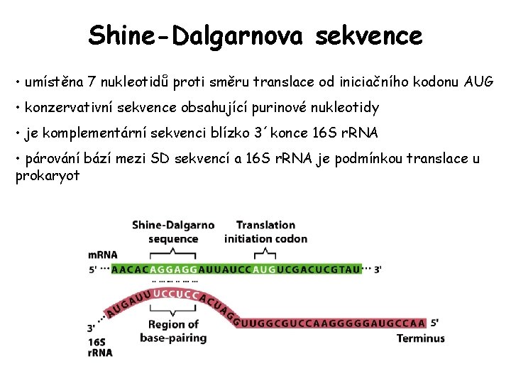 Shine-Dalgarnova sekvence • umístěna 7 nukleotidů proti směru translace od iniciačního kodonu AUG • Shine-Dalgarnova sekvence • umístěna 7 nukleotidů proti směru translace od iniciačního kodonu AUG •