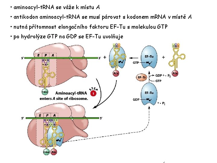 • aminoacyl-t. RNA se váže k místu A • antikodon aminoacyl-t. RNA se • aminoacyl-t. RNA se váže k místu A • antikodon aminoacyl-t. RNA se