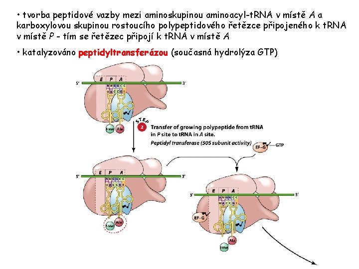 • tvorba peptidové vazby mezi aminoskupinou aminoacyl-t. RNA v místě A a karboxylovou • tvorba peptidové vazby mezi aminoskupinou aminoacyl-t. RNA v místě A a karboxylovou