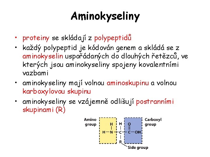 Aminokyseliny • proteiny se skládají z polypeptidů • každý polypeptid je kódován genem a Aminokyseliny • proteiny se skládají z polypeptidů • každý polypeptid je kódován genem a
