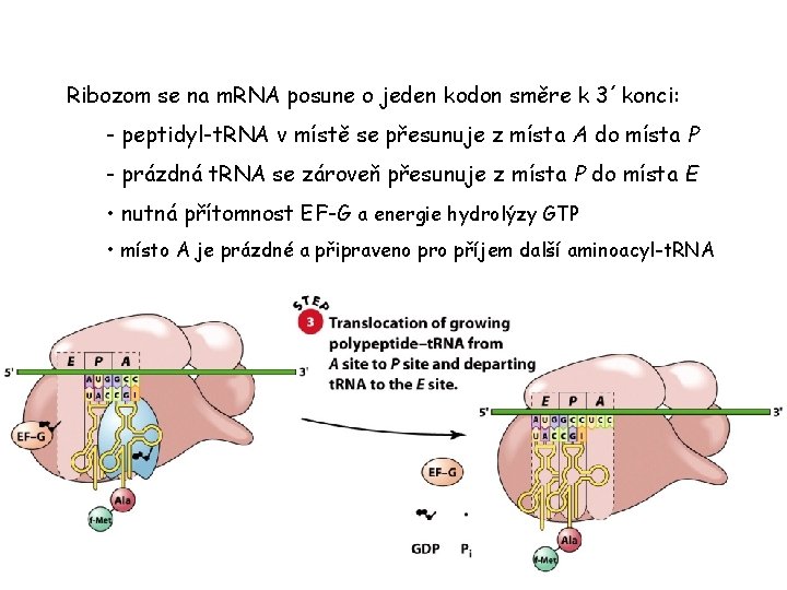 Ribozom se na m. RNA posune o jeden kodon směre k 3´konci: - peptidyl-t. Ribozom se na m. RNA posune o jeden kodon směre k 3´konci: - peptidyl-t.