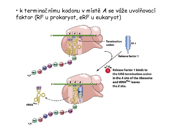 • k terminačnímu kodonu v místě A se váže uvolňovací faktor (RF u • k terminačnímu kodonu v místě A se váže uvolňovací faktor (RF u