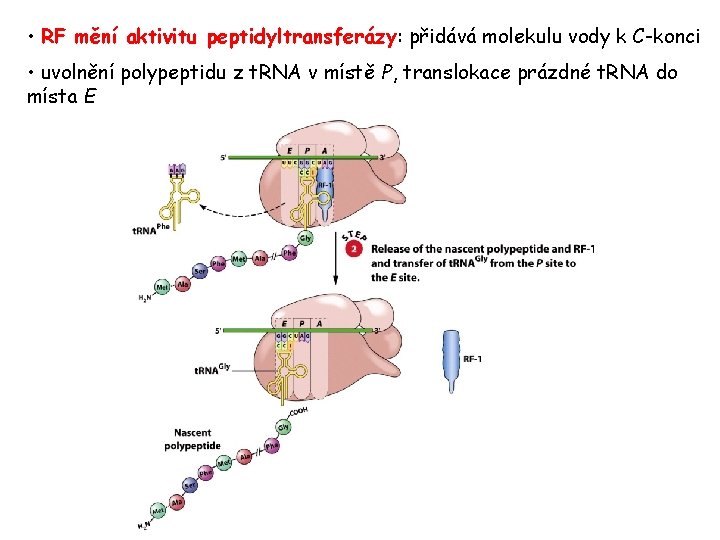 • RF mění aktivitu peptidyltransferázy: přidává molekulu vody k C-konci • uvolnění polypeptidu • RF mění aktivitu peptidyltransferázy: přidává molekulu vody k C-konci • uvolnění polypeptidu