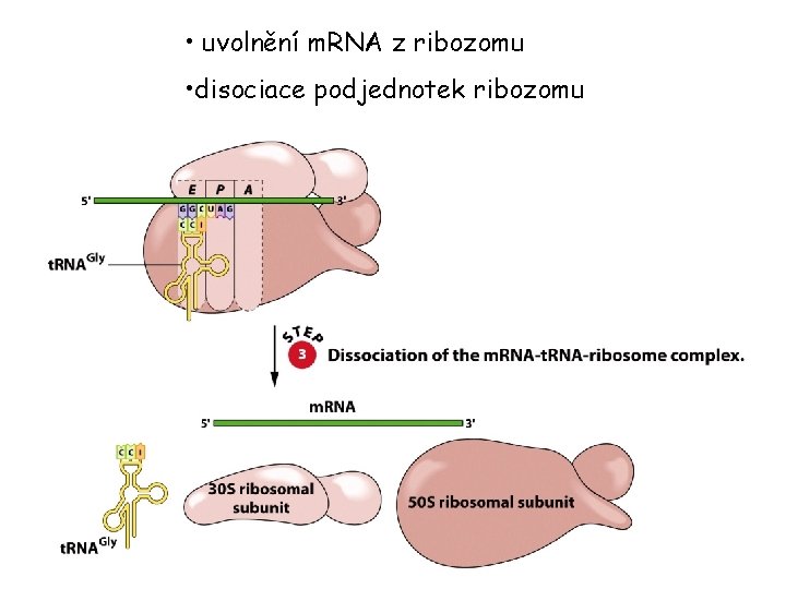 • uvolnění m. RNA z ribozomu • disociace podjednotek ribozomu • uvolnění m. RNA z ribozomu • disociace podjednotek ribozomu