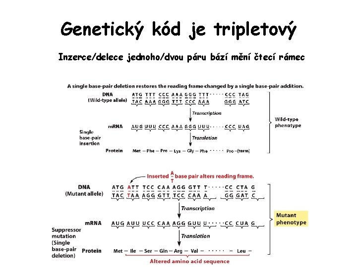 Genetický kód je tripletový Inzerce/delece jednoho/dvou páru bází mění čtecí rámec Genetický kód je tripletový Inzerce/delece jednoho/dvou páru bází mění čtecí rámec
