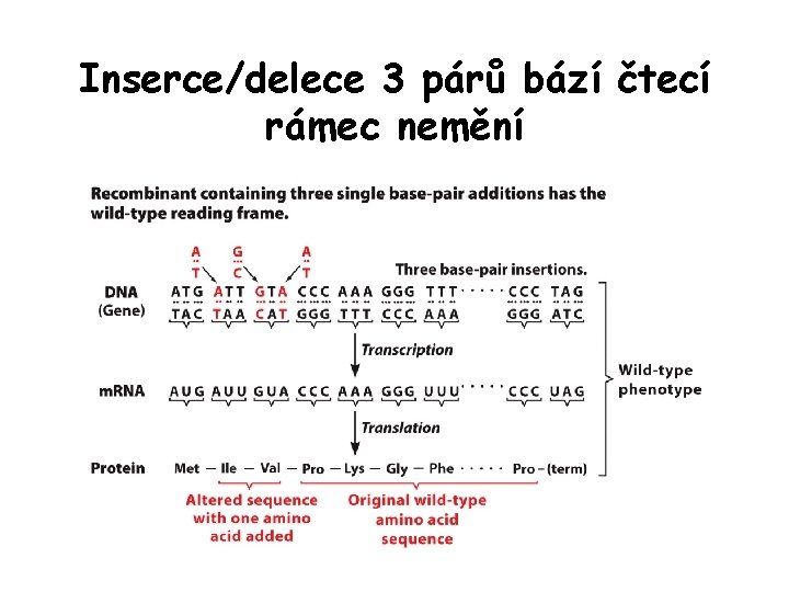 Inserce/delece 3 párů bází čtecí rámec nemění Inserce/delece 3 párů bází čtecí rámec nemění