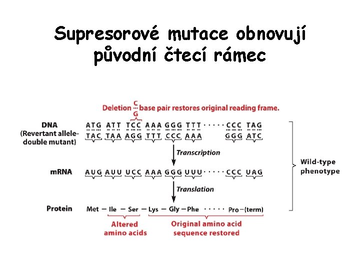 Supresorové mutace obnovují původní čtecí rámec Supresorové mutace obnovují původní čtecí rámec