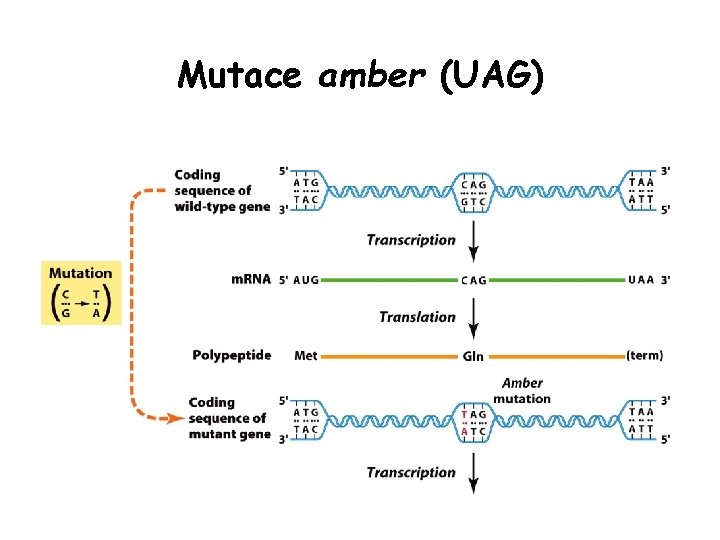 Mutace amber (UAG) Mutace amber (UAG)