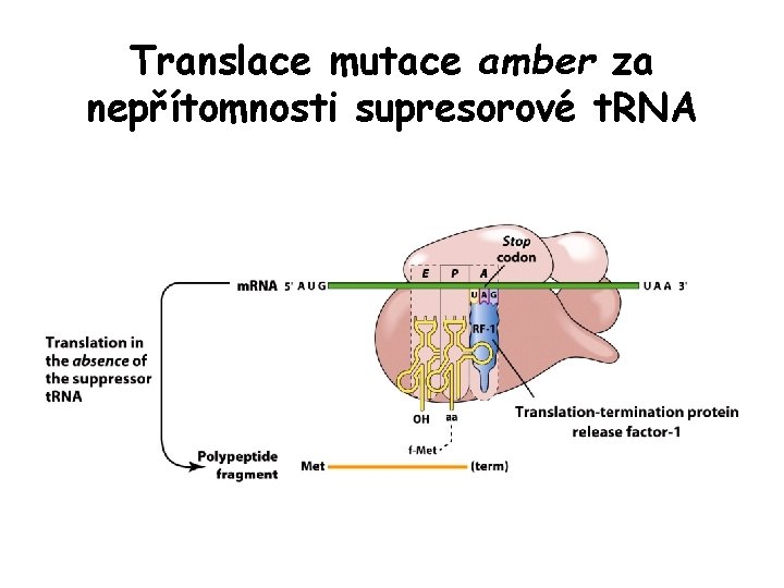 Translace mutace amber za nepřítomnosti supresorové t. RNA Translace mutace amber za nepřítomnosti supresorové t. RNA